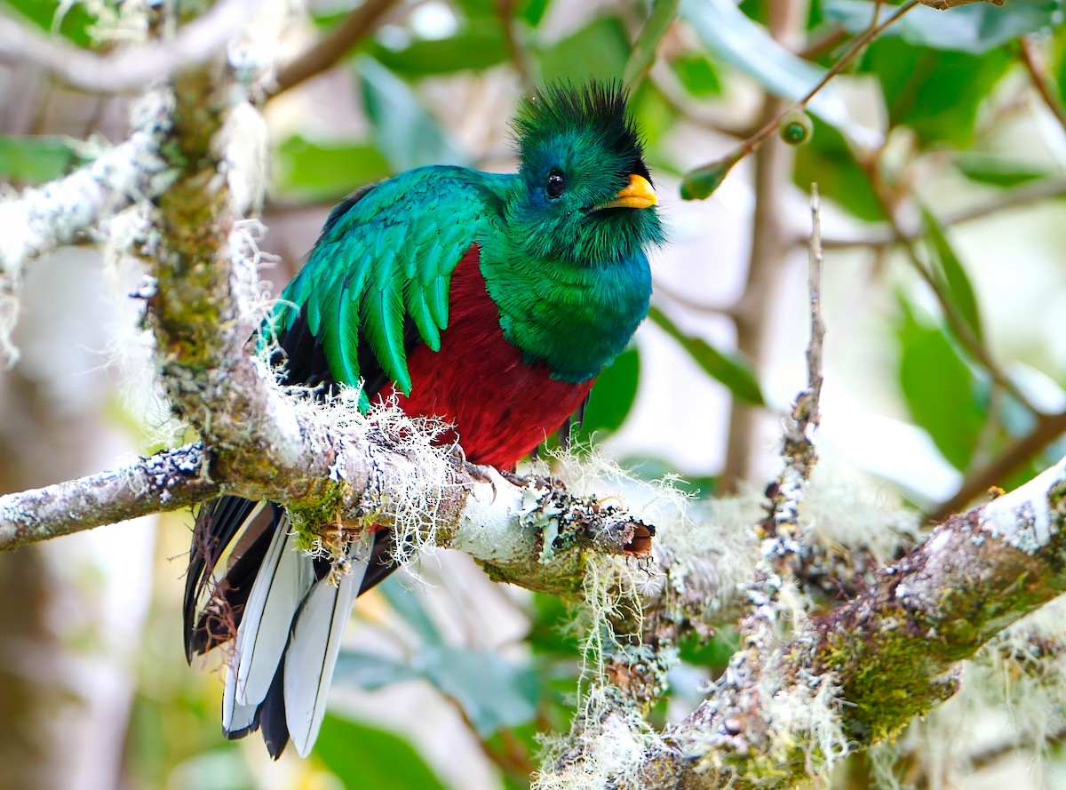 Resplendent Quetzal - ML622825196