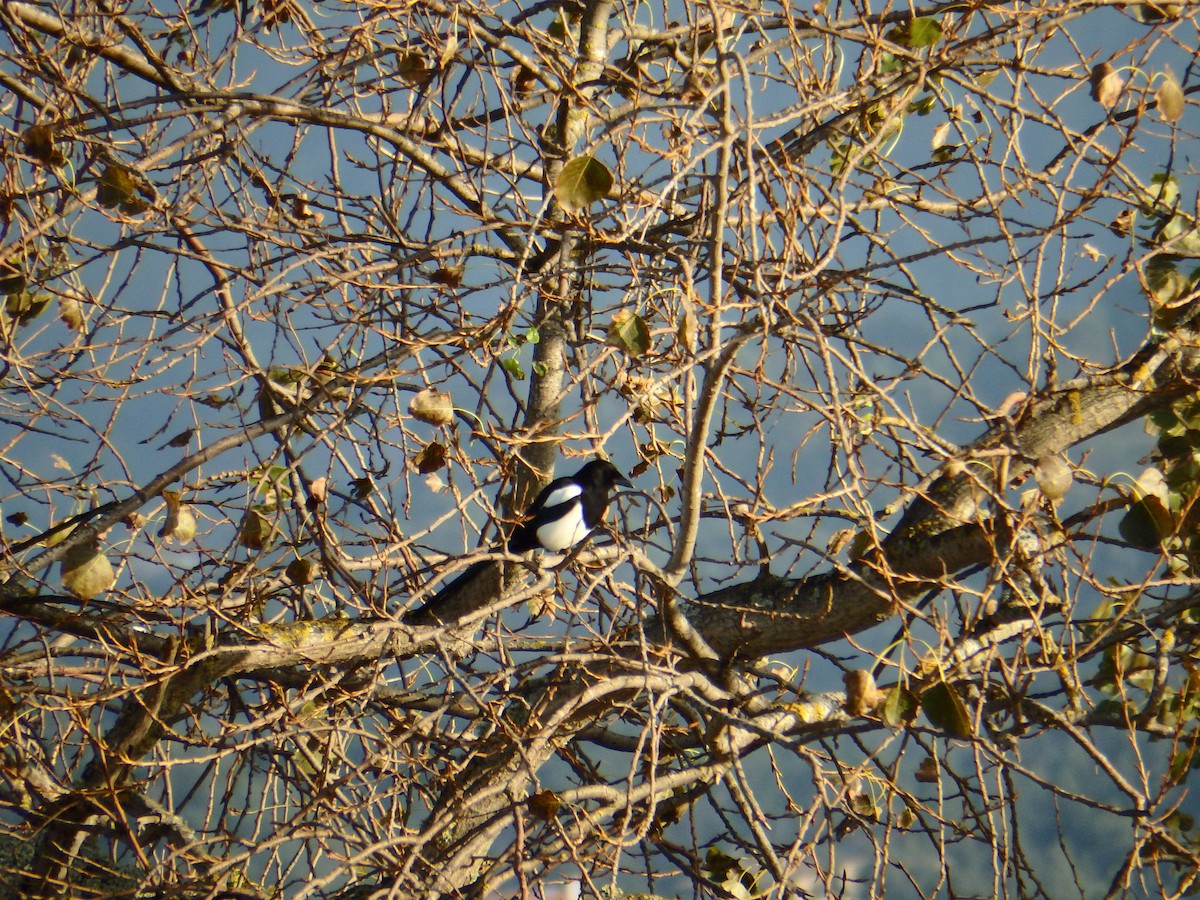 Eurasian Magpie (Eurasian) - ML622825199