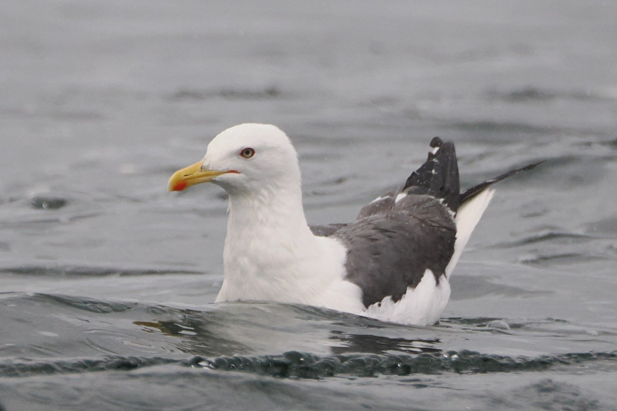 Lesser Black-backed Gull - steve b