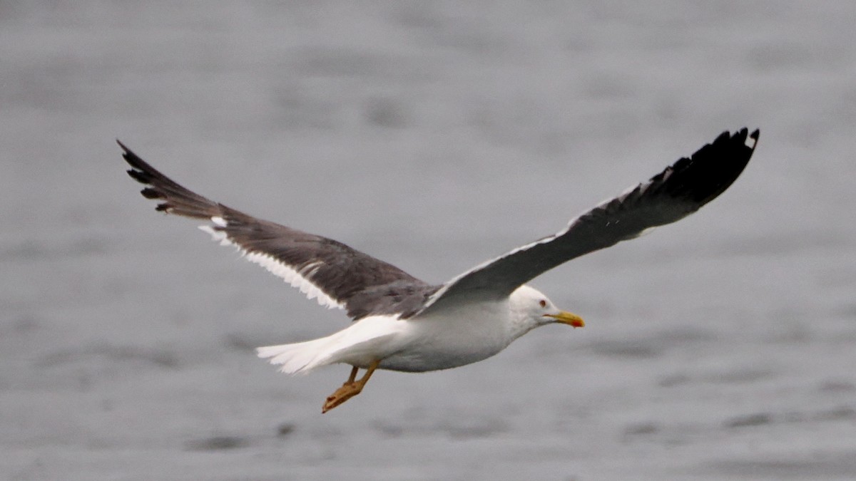 Lesser Black-backed Gull - ML622825220