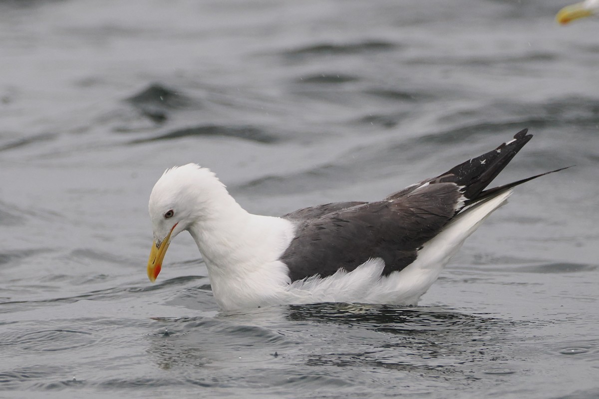 Lesser Black-backed Gull - ML622825221