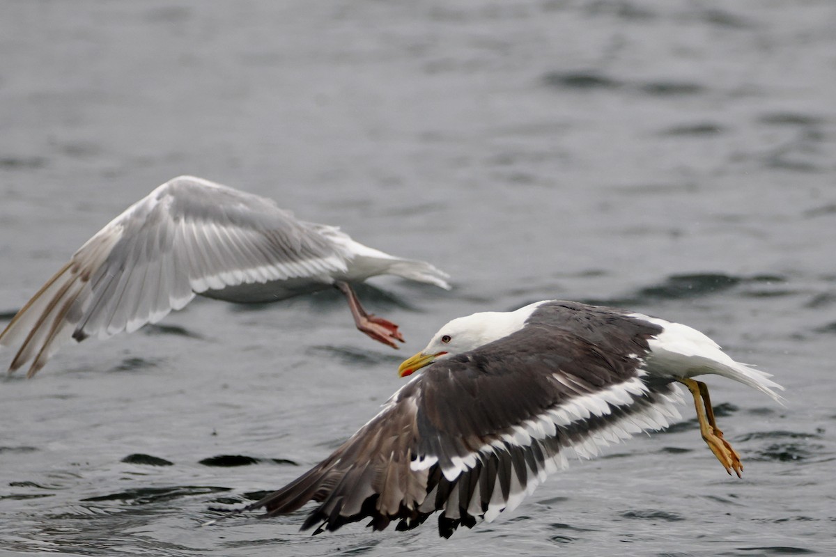 Lesser Black-backed Gull - ML622825222