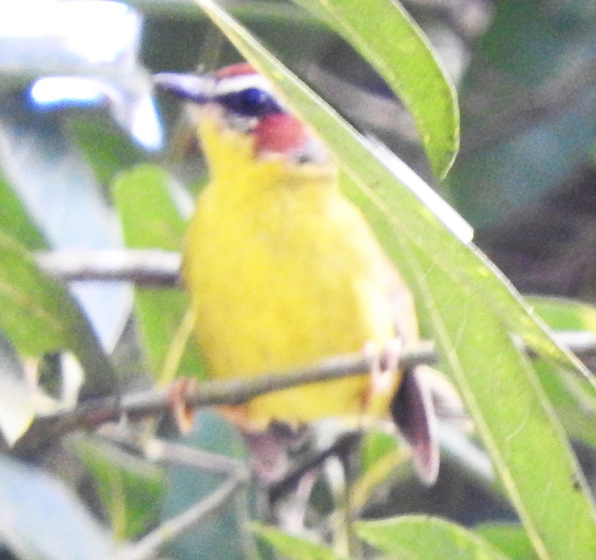 Chestnut-capped Warbler - ML622825288