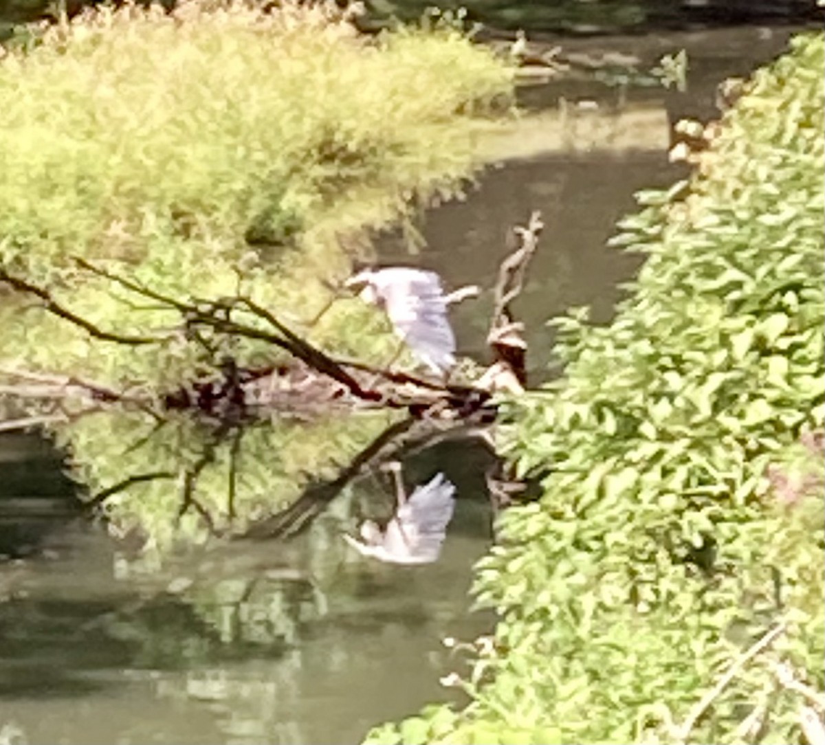 Great Blue Heron - ML622825344