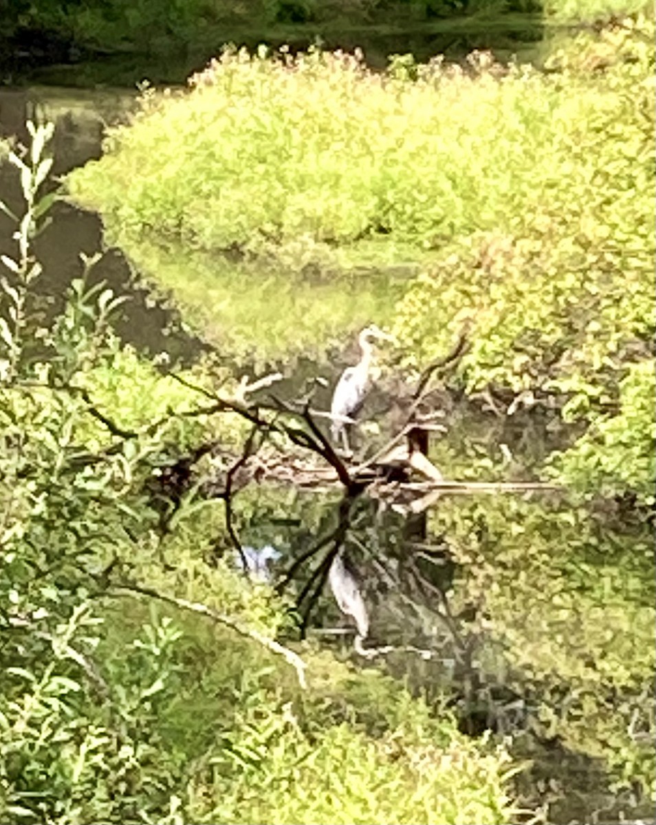 Great Blue Heron - ML622825345