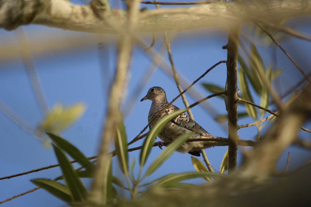 Scaled Dove - ML622825358