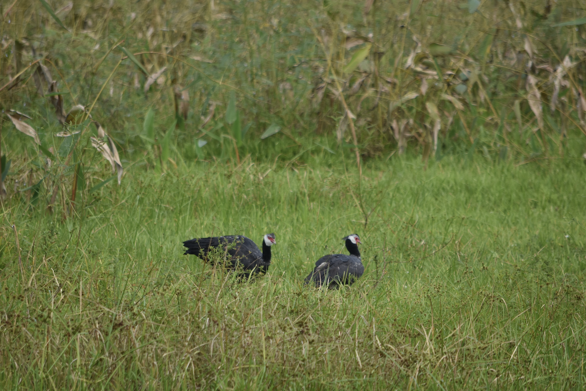 Northern Screamer - ML622825436