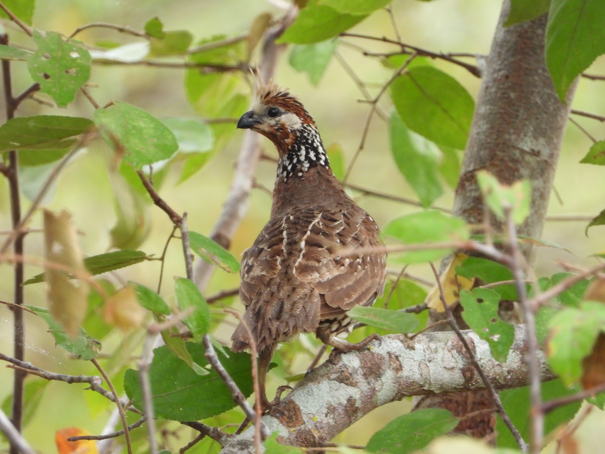 Crested Bobwhite (Crested) - ML622825475