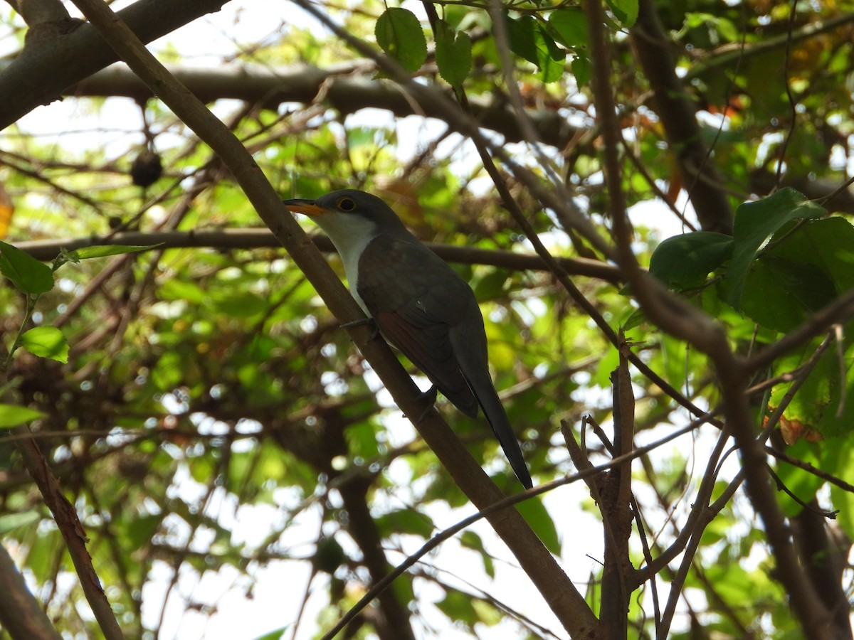 Yellow-billed Cuckoo - ML622825514