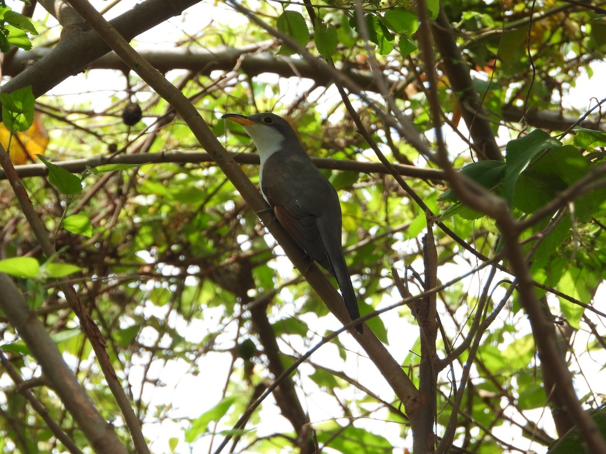 Yellow-billed Cuckoo - ML622825530