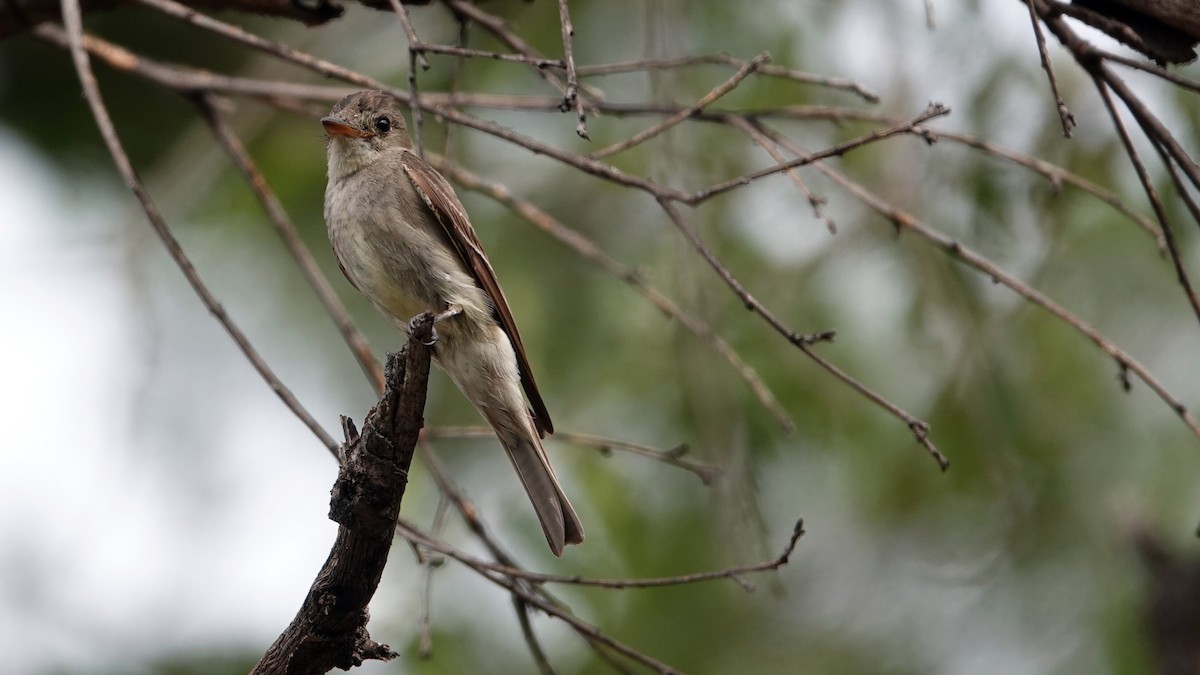 Western Wood-Pewee - ML622825542