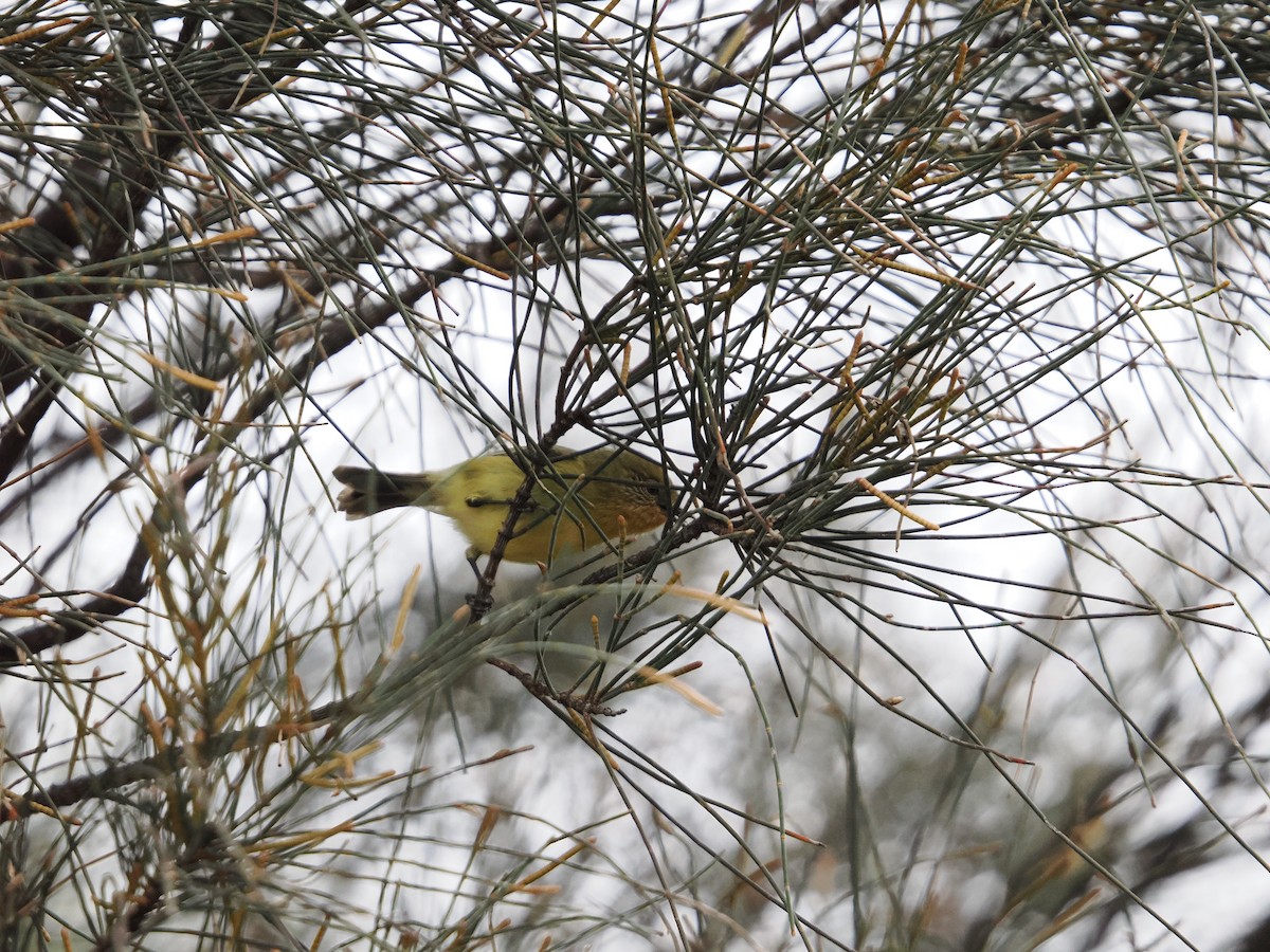 Yellow Thornbill - ML622825545