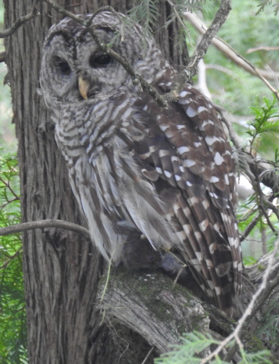 Barred Owl - ML622825607