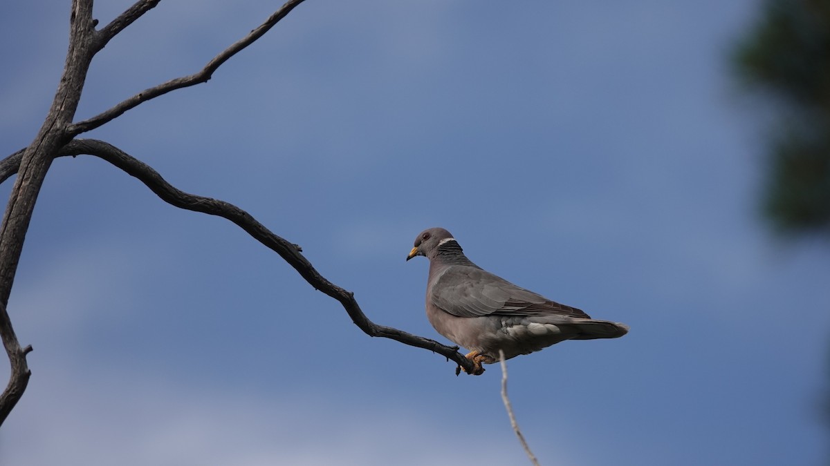 Band-tailed Pigeon - ML622825610