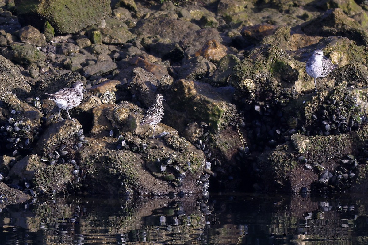 Pacific Golden-Plover - Thomas Ford-Hutchinson