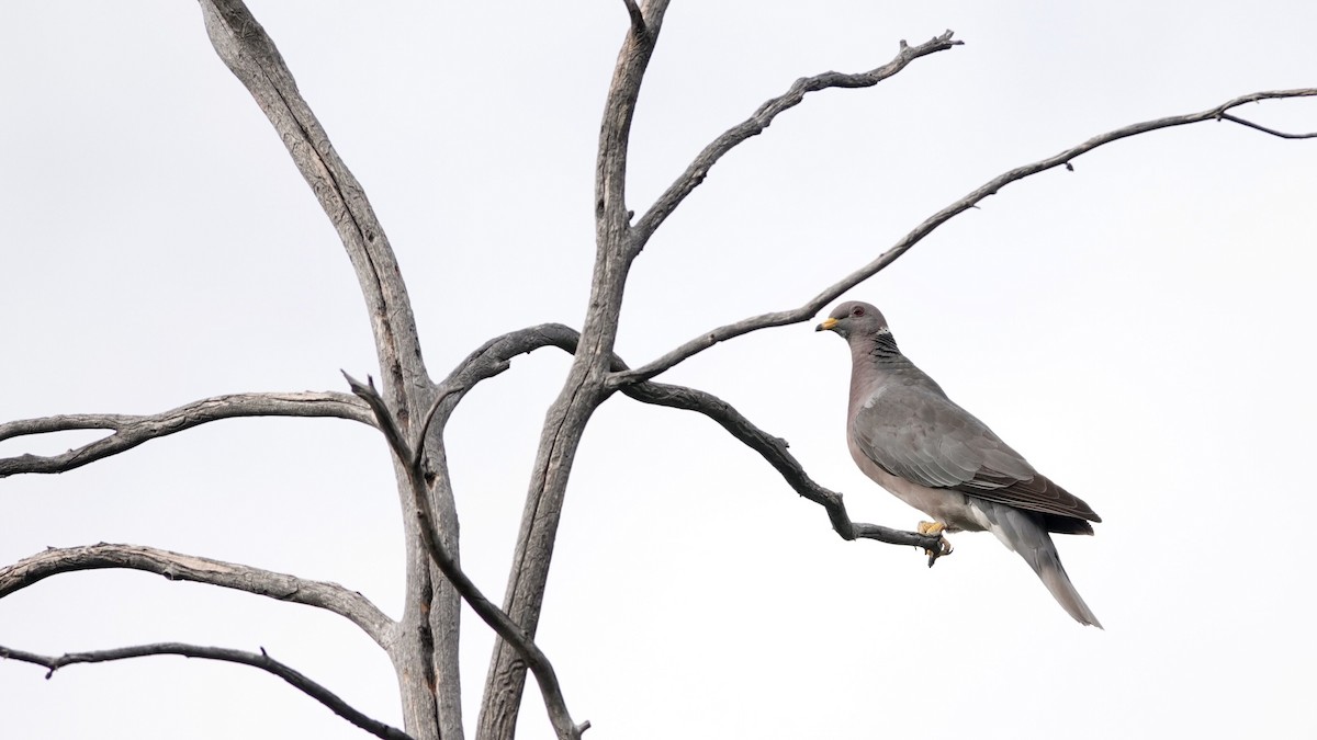 Band-tailed Pigeon - ML622825630