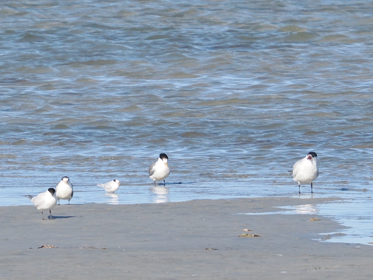 Australian Fairy Tern - ML622825633