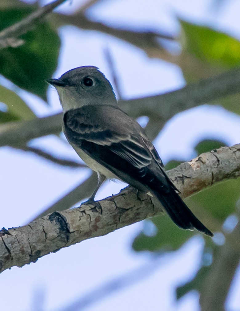 Dusky Flycatcher - ML622825641