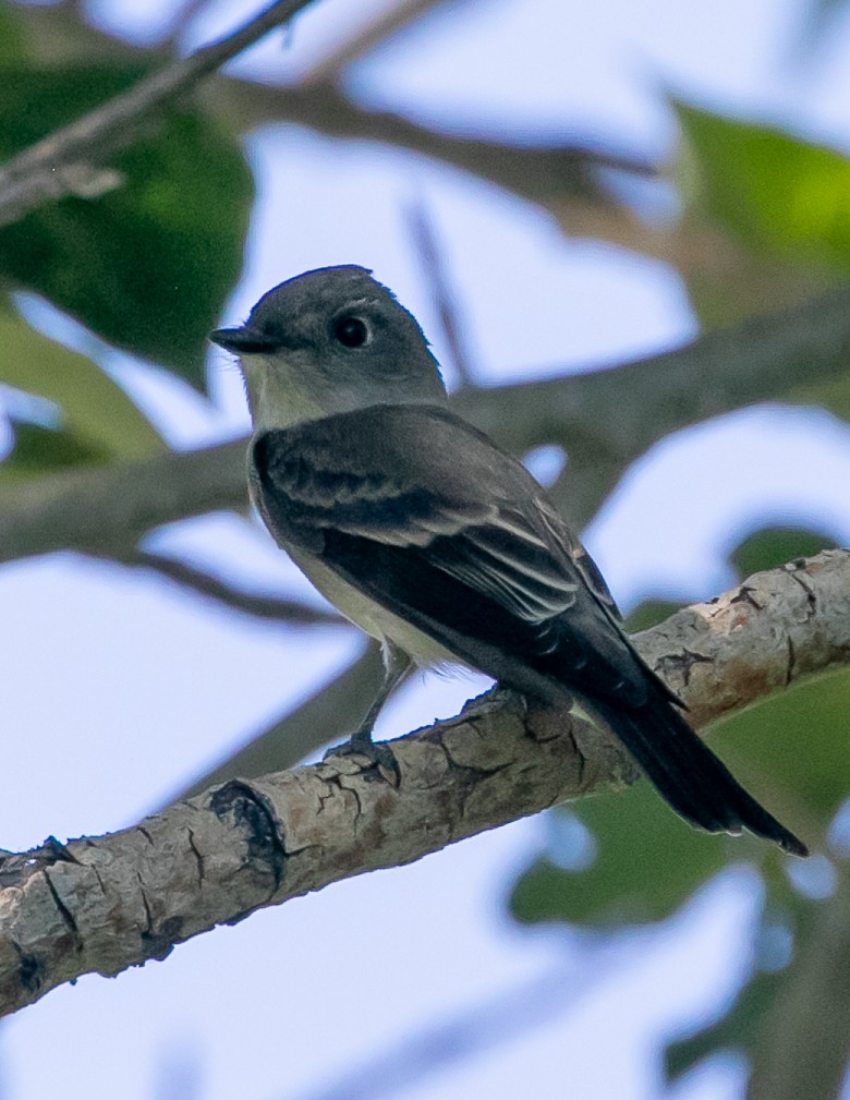 Dusky Flycatcher - ML622825642