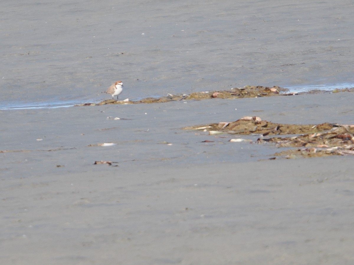 Red-capped Plover - ML622825686