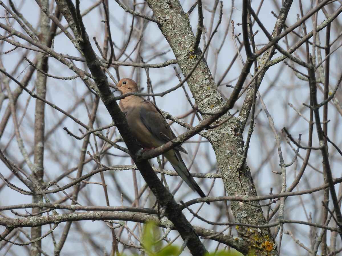 Mourning Dove - Clayton Will