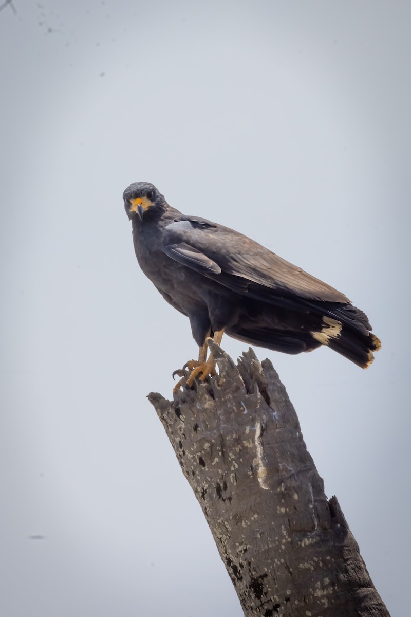 Common Black Hawk - ML622825731