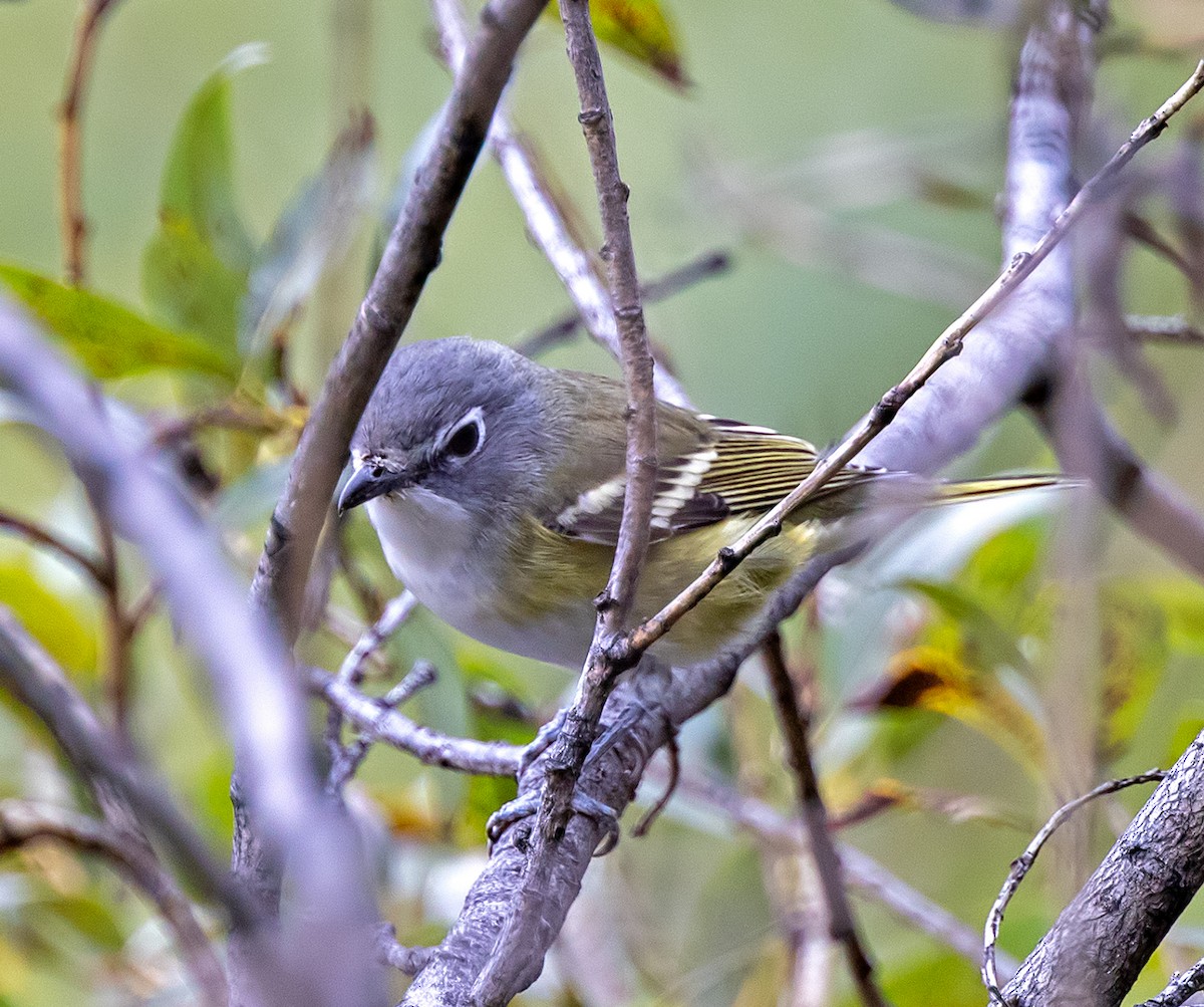 Blue-headed Vireo - ML622825772