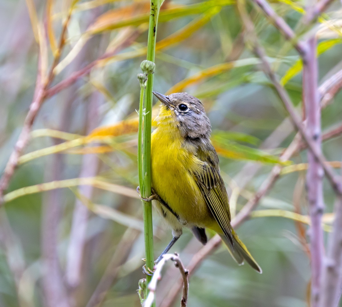 Nashville Warbler - ML622825793