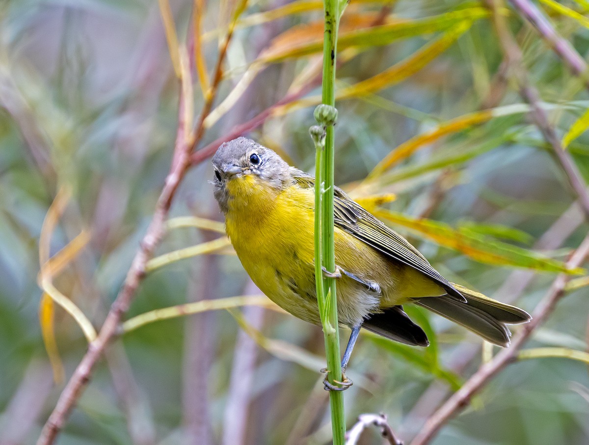 Nashville Warbler - ML622825797