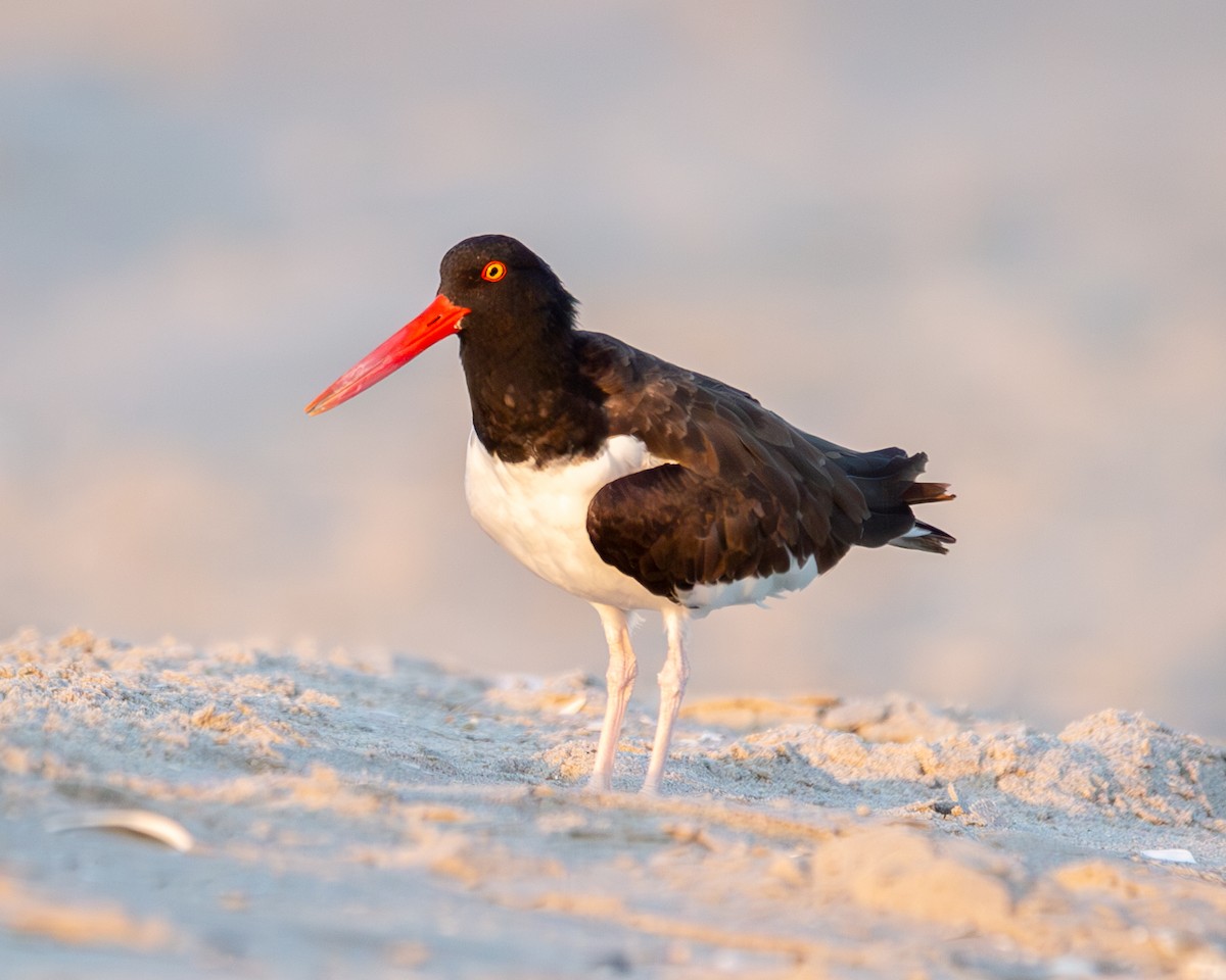 American Oystercatcher - ML622825838