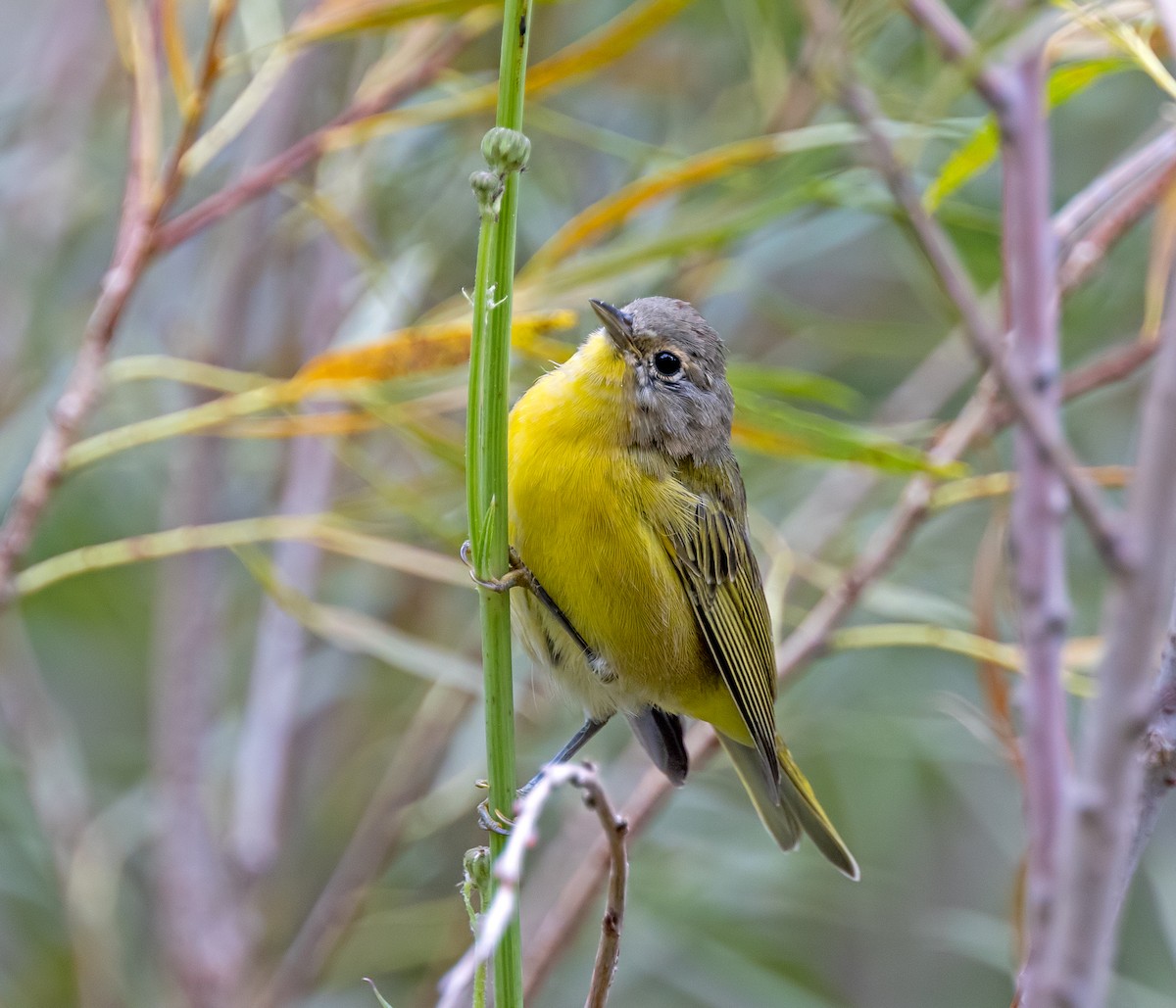 Nashville Warbler - ML622825855