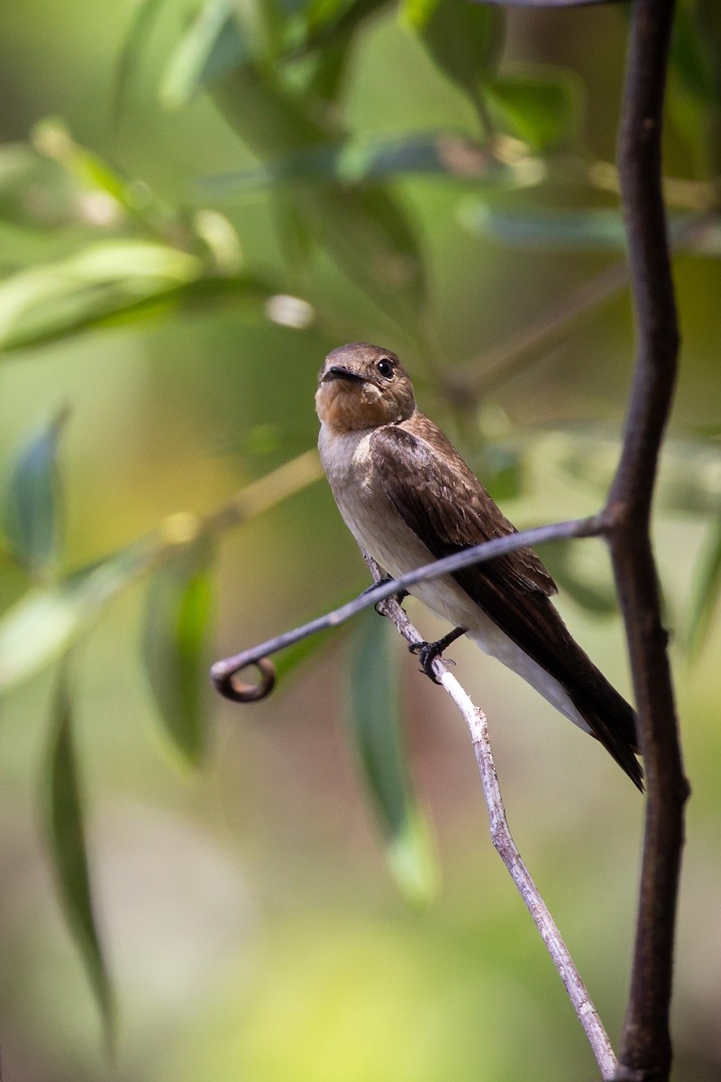 Southern Rough-winged Swallow - Niraj  Jobanputra