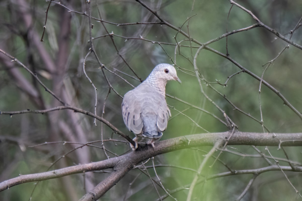 Common Ground Dove - ML622826035