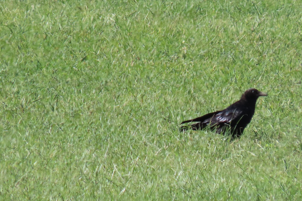 American Crow - ML622826080