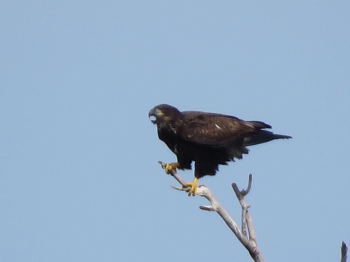 Bald Eagle - Lisa Hoffman