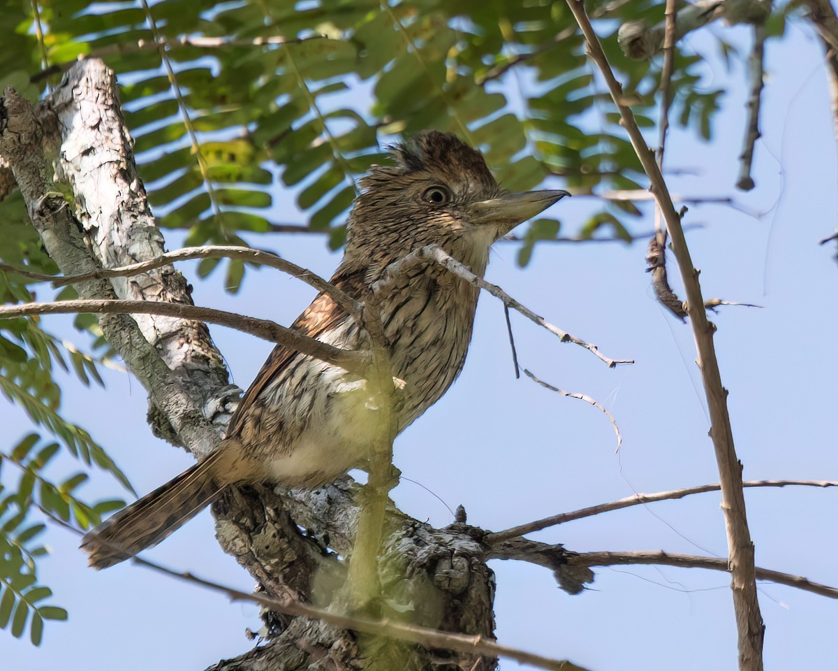 Eastern Striolated-Puffbird - ML622826103