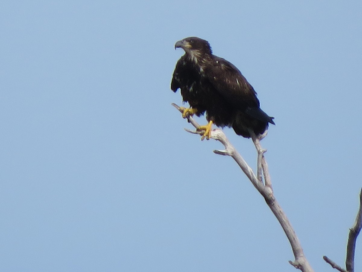 Bald Eagle - Lisa Hoffman