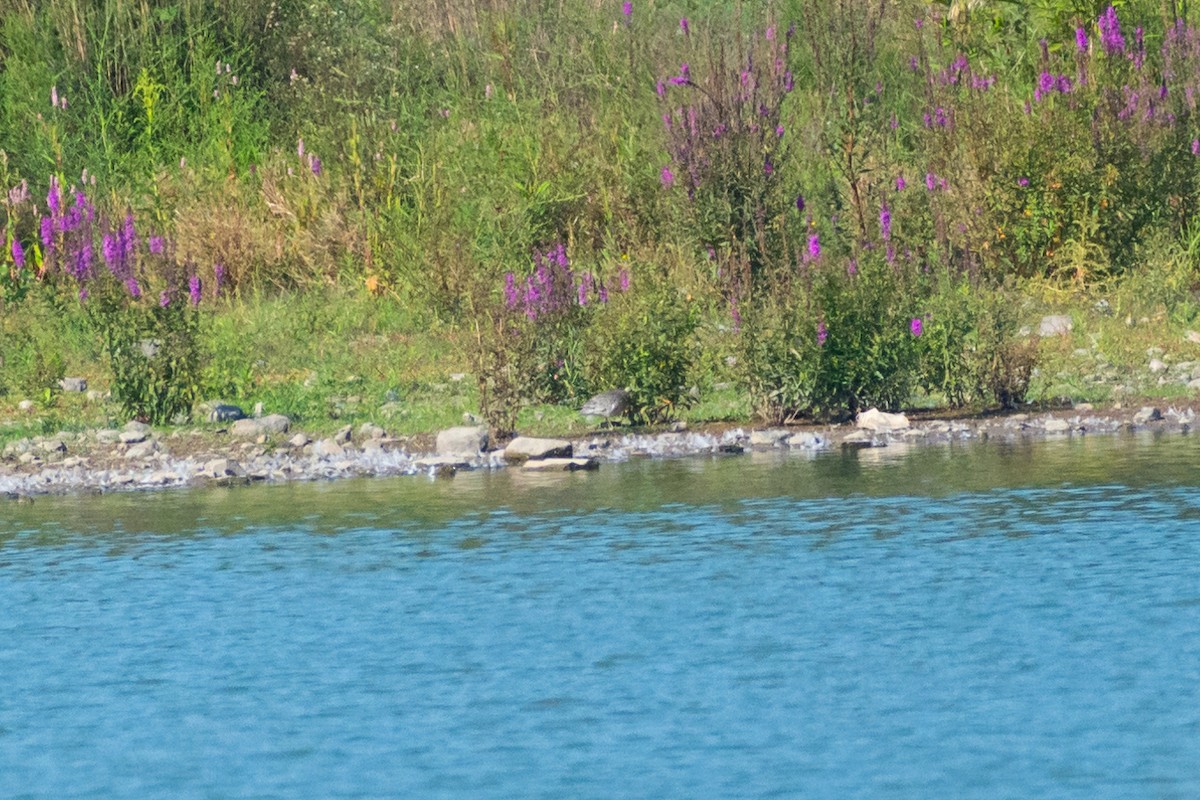 Red Knot - ML622826158