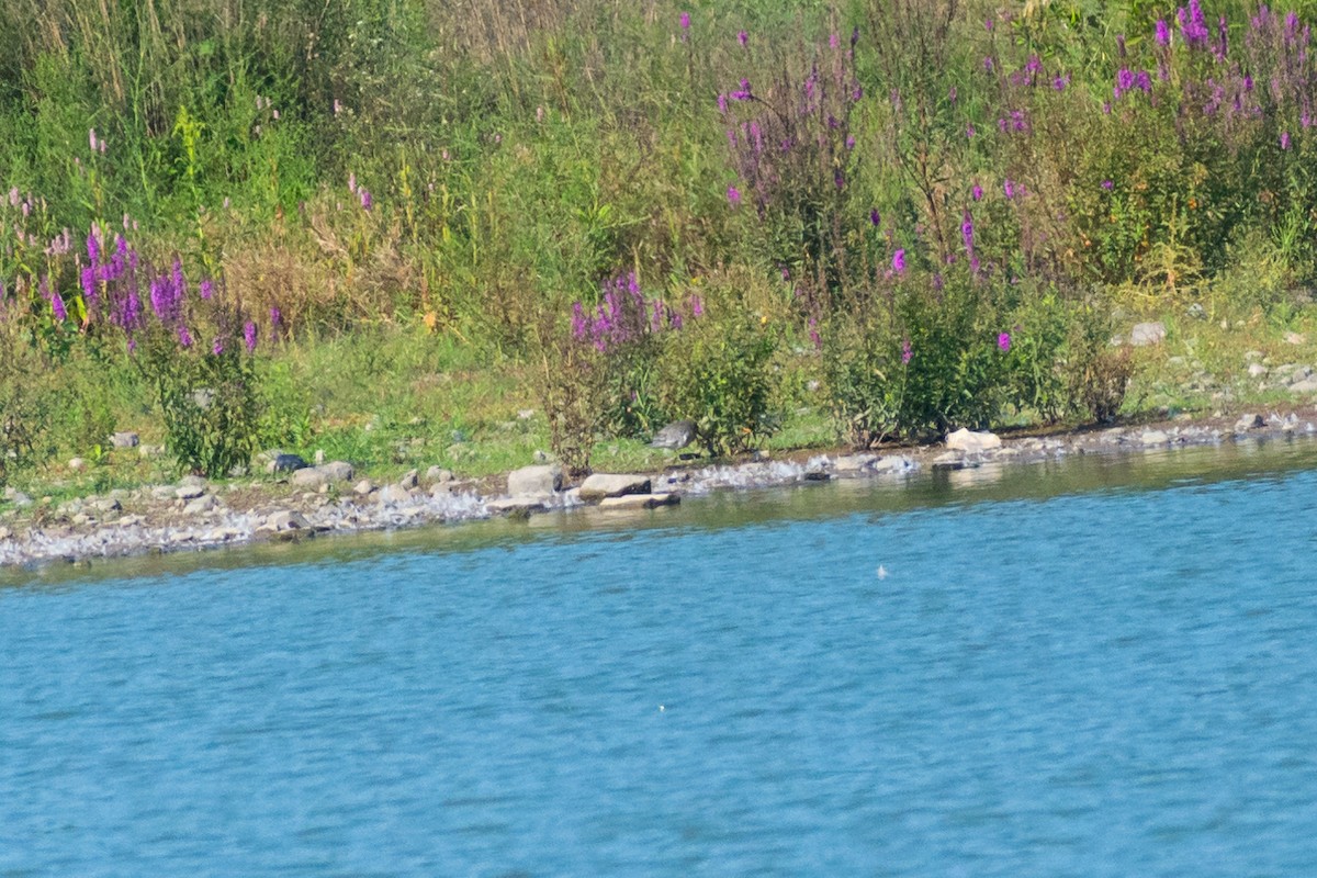 Red Knot - ML622826159