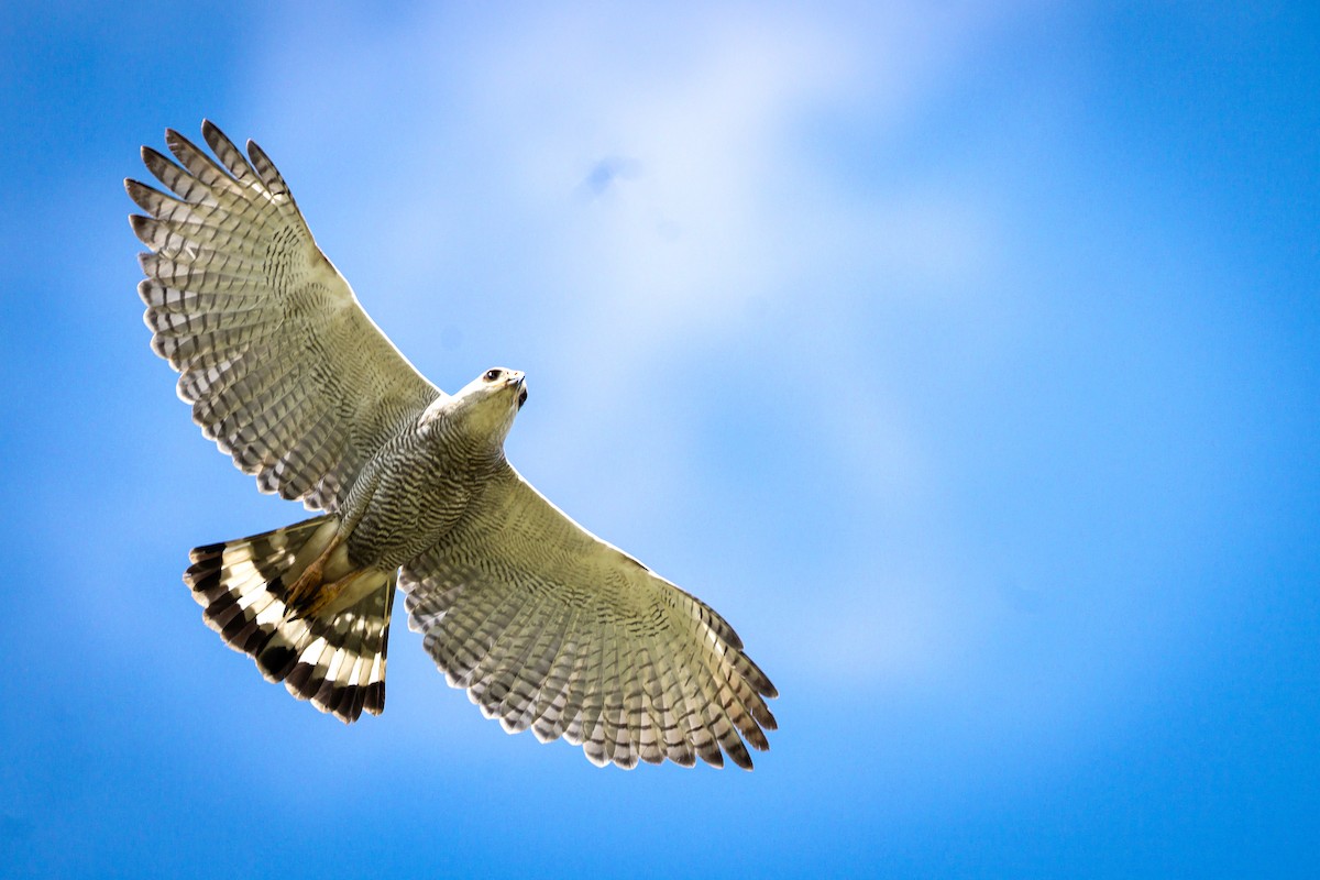 Gray-lined Hawk - Niraj  Jobanputra