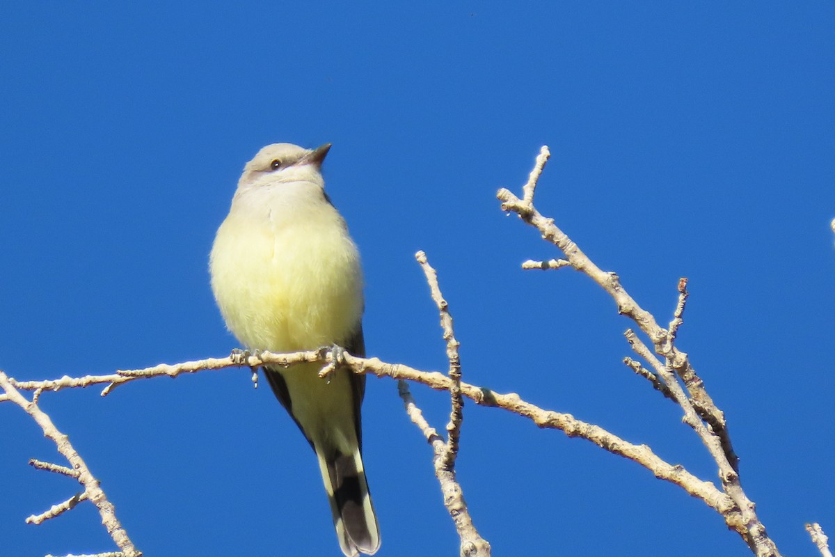 Western Kingbird - Terri Allender