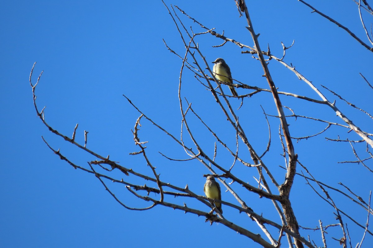 Western Kingbird - ML622826206