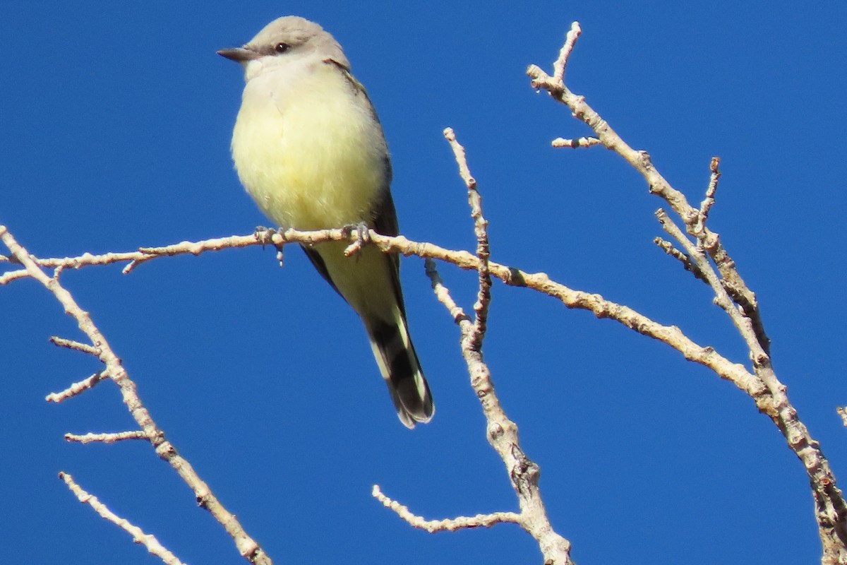 Western Kingbird - ML622826207