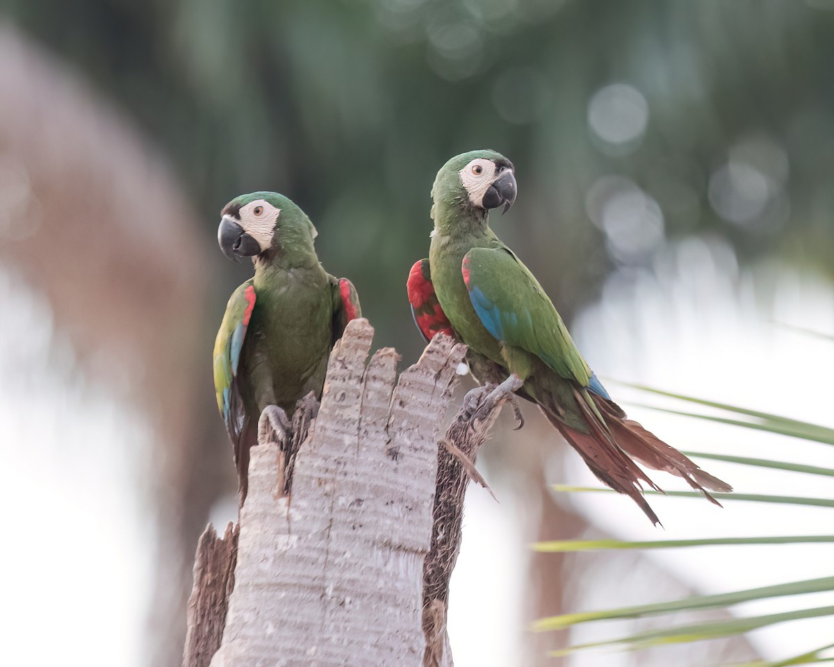 Chestnut-fronted Macaw - ML622826214