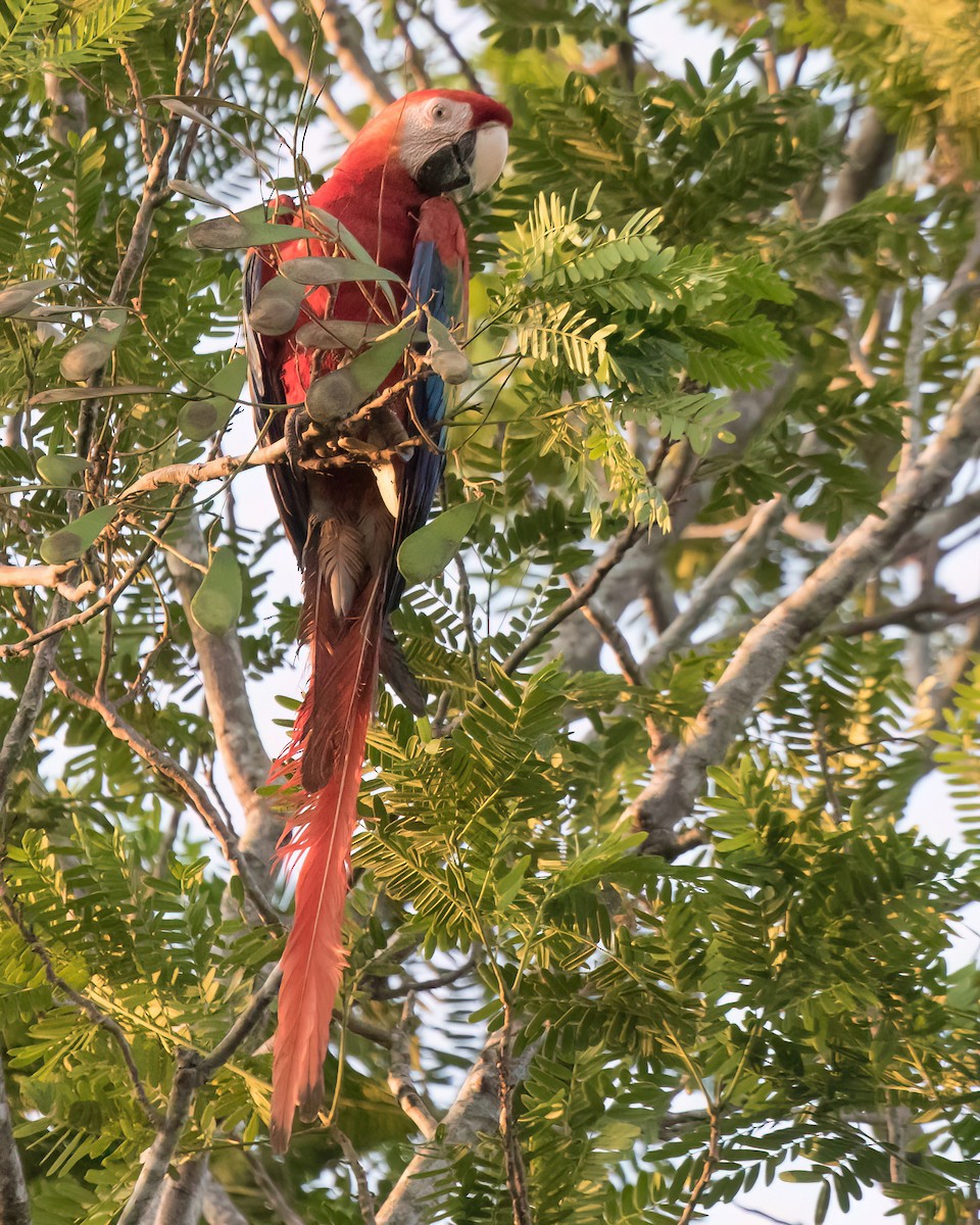 Scarlet Macaw - ML622826215