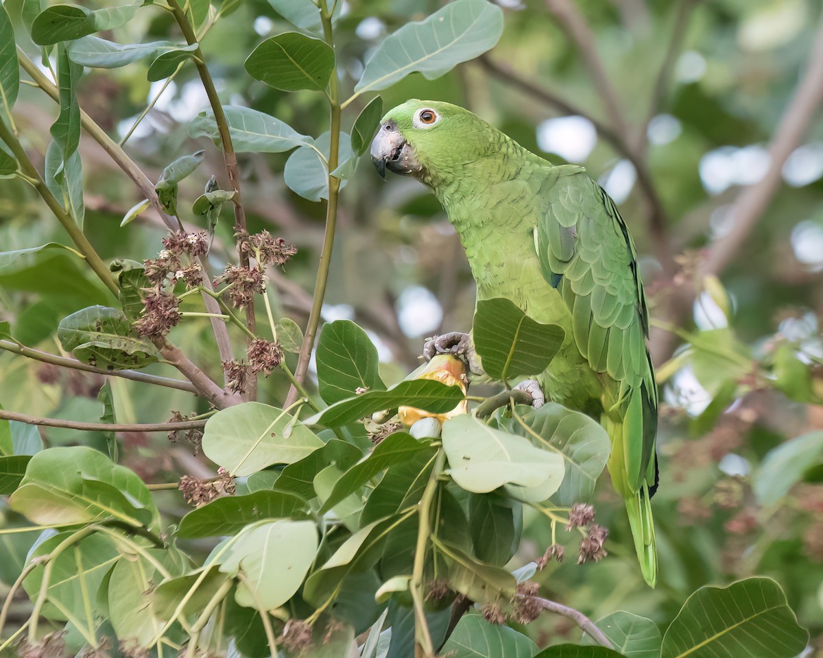 Yellow-crowned Amazon - ML622826221