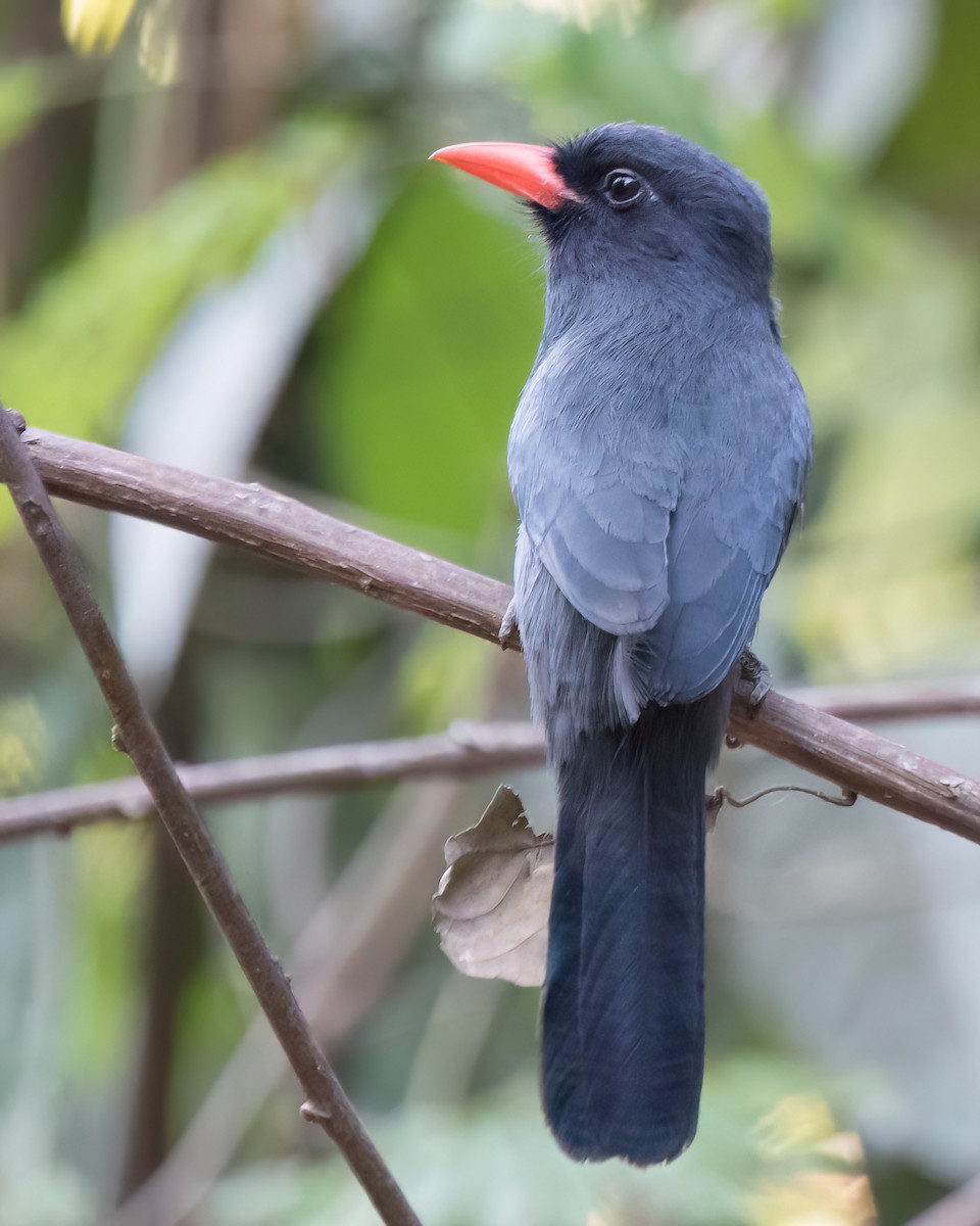 Black-fronted Nunbird - ML622826223