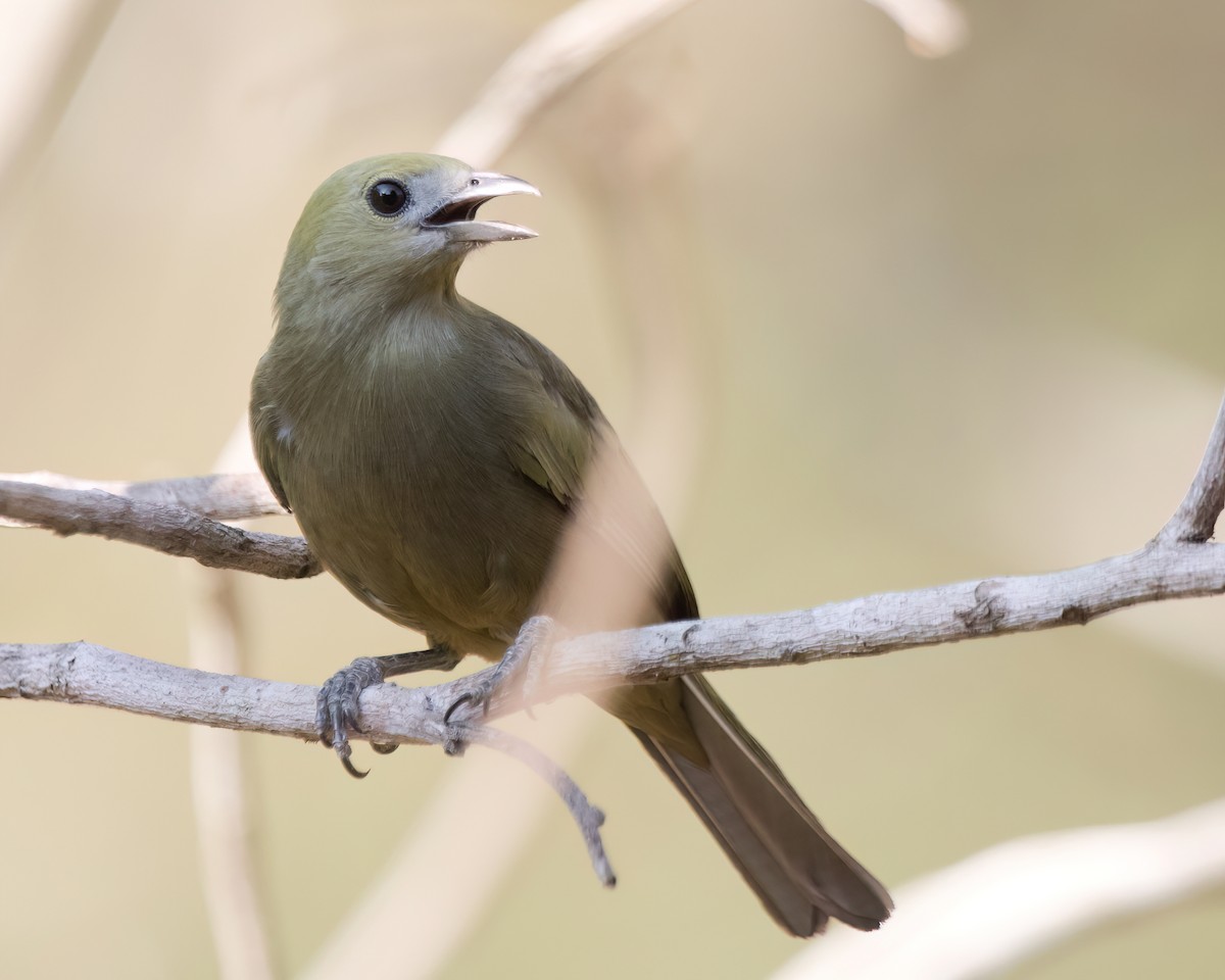 Palm Tanager - ML622826229