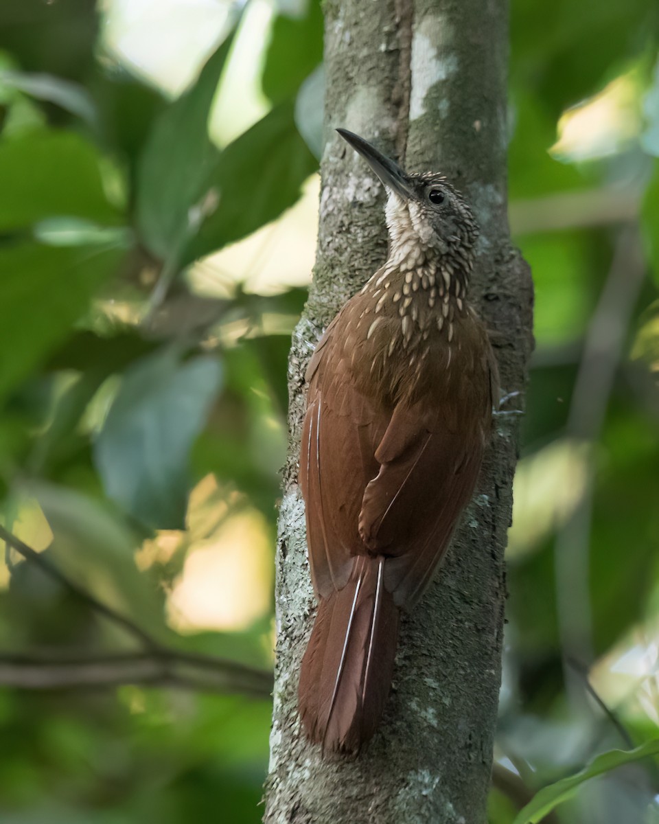 Buff-throated Woodcreeper (Lafresnaye's) - ML622826247