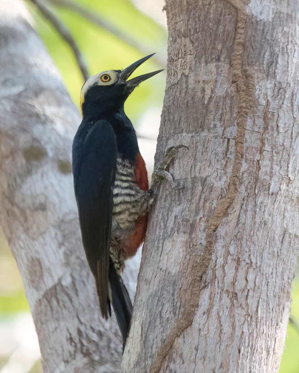 Yellow-tufted Woodpecker - ML622826282